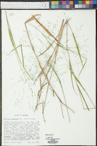 Kellochloa verrucosa image