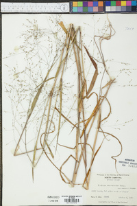 Kellochloa verrucosa image