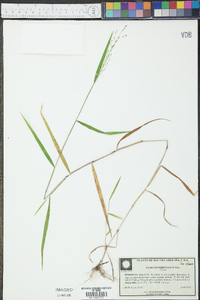 Kellochloa verrucosa image