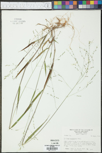 Kellochloa verrucosa image