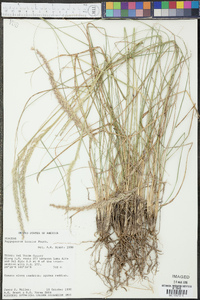 Pappophorum bicolor image