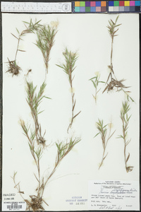 Panicum wrightianum image