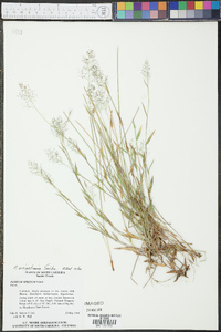 Panicum wrightianum image