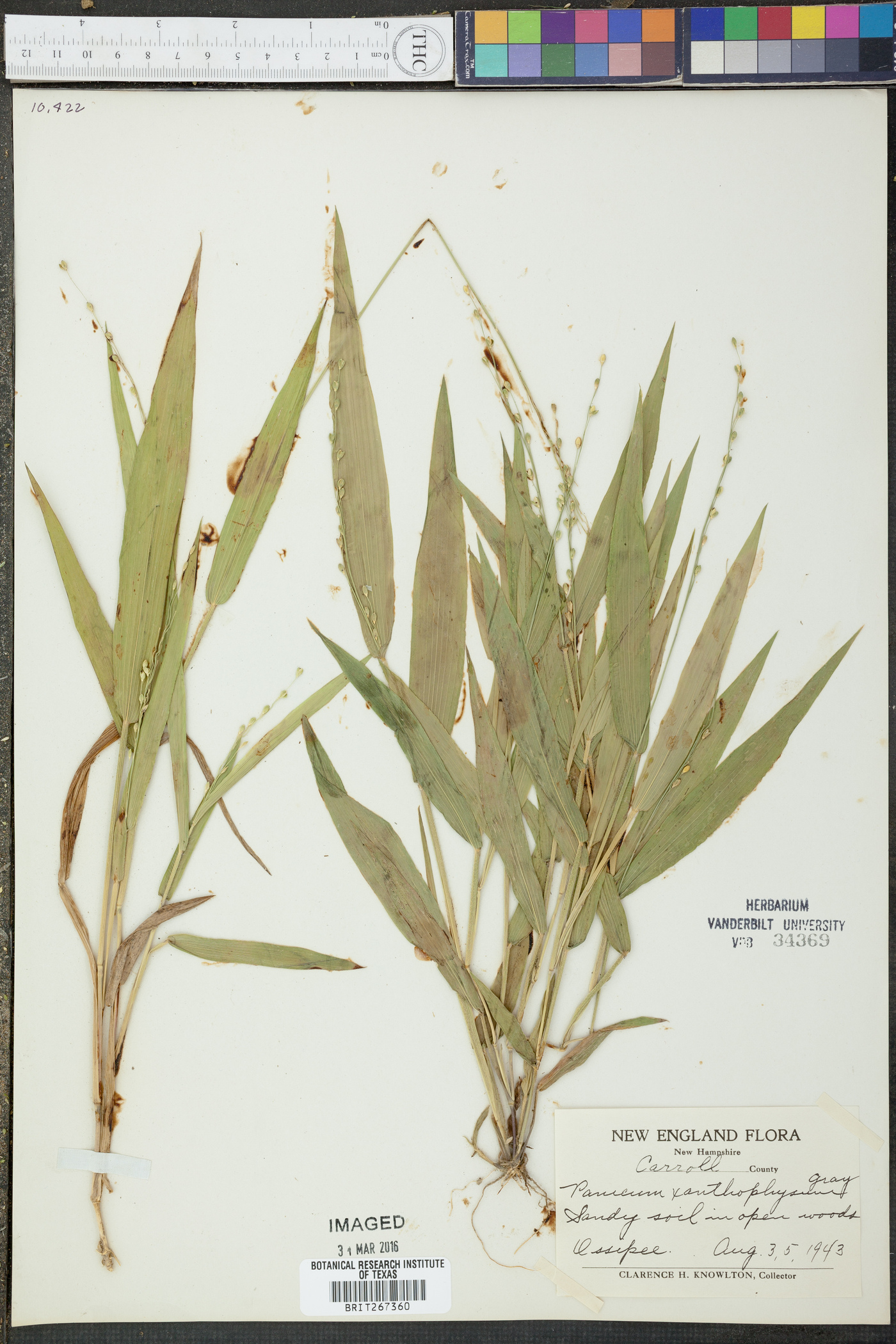 Panicum xanthophysum image