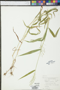 Panicum yadkinense image