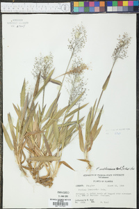 Panicum webberianum image