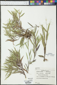 Panicum webberianum image