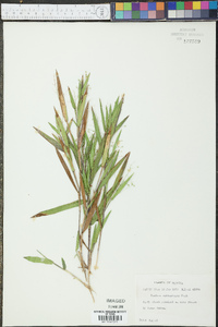 Panicum webberianum image