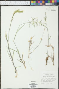 Panicum webberianum image