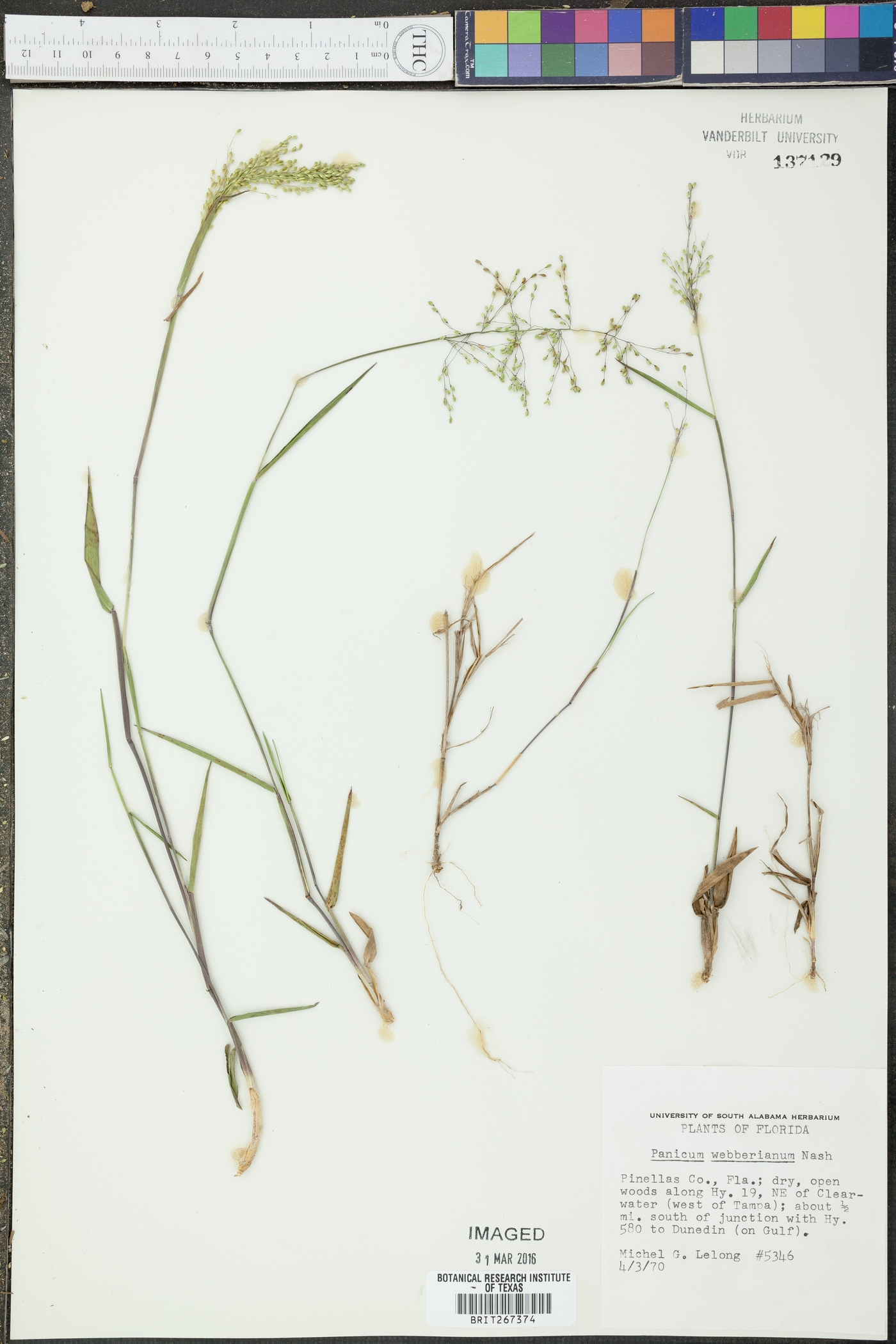 Panicum webberianum image