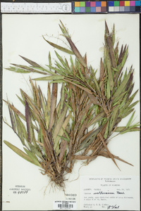 Panicum webberianum image