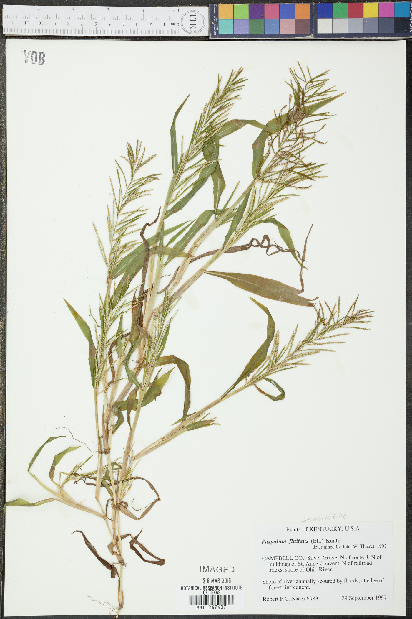 Paspalum fluitans image