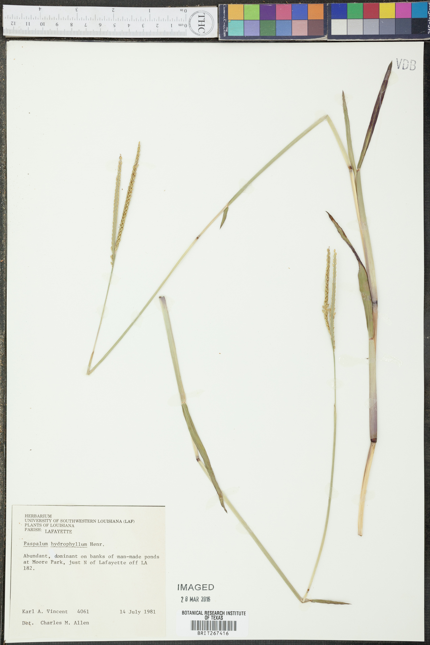 Paspalum wrightii image