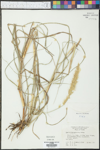 Pennisetum purpureum image