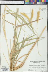 Pennisetum setosum image