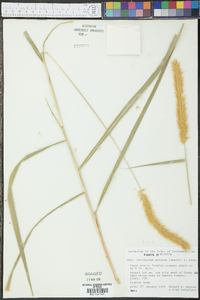 Pennisetum setosum image