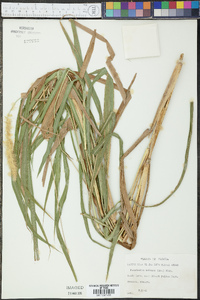 Pennisetum setosum image