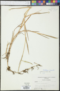 Paspalum distichum image