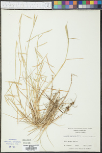 Paspalum vaginatum image