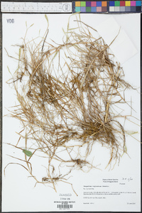 Paspalum vaginatum image