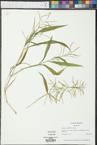 Paspalum fluitans image