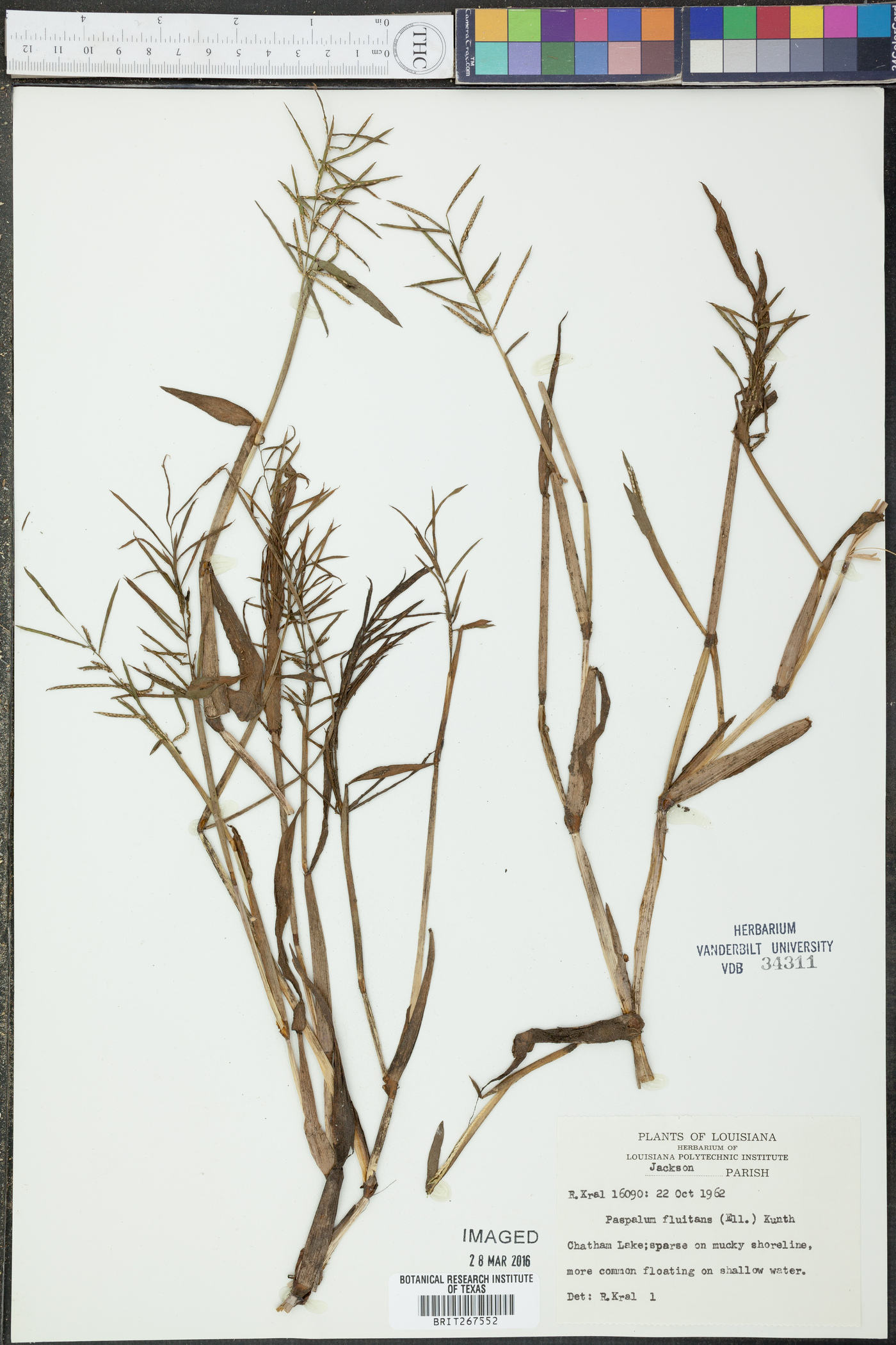 Paspalum fluitans image