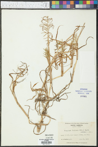 Paspalum fluitans image