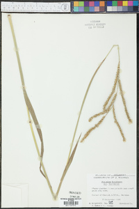 Paspalum floridanum var. floridanum image