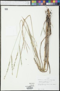 Paspalum floridanum var. glabratum image