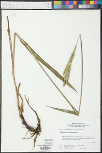 Paspalum floridanum image