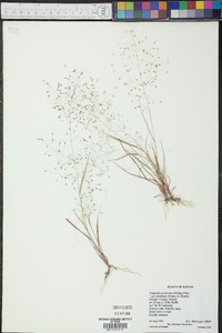 Eragrostis pectinacea var. miserrima image