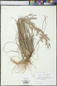 Eragrostis secundiflora image