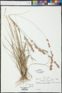 Eragrostis secundiflora image