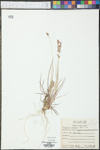 Eragrostis secundiflora image