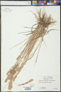 Eragrostis secundiflora image