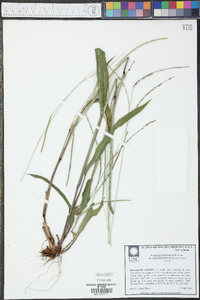 Paspalum setaceum var. ciliatifolium image