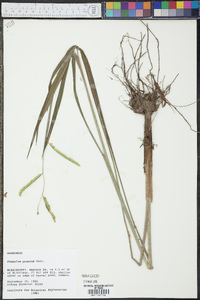 Paspalum praecox image