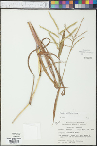 Paspalum pubiflorum image