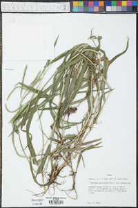 Paspalum pubiflorum image