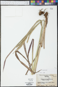 Paspalum floridanum var. glabratum image