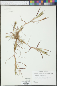 Paspalum dissectum image