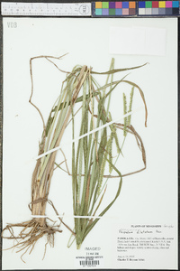 Paspalum dilatatum image