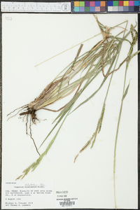 Paspalum dilatatum image