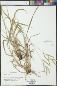 Paspalum dilatatum image