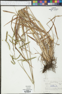 Paspalum dilatatum image