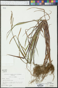 Paspalum boscianum image