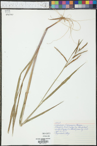 Paspalum boscianum image