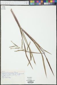 Paspalum boscianum image