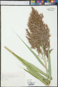 Phragmites australis image