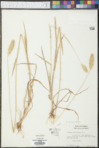 Phalaris caroliniana image